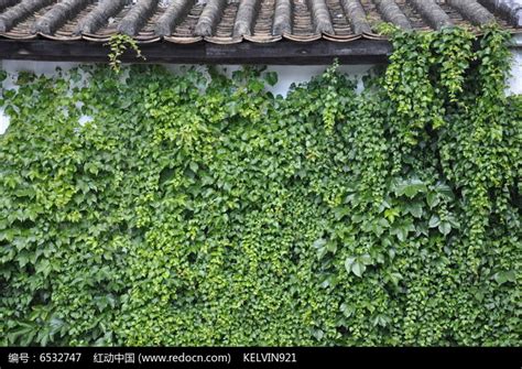 攀藤植物風水|【爬藤類植物風水】讓你擺脱楣運！爬藤類植物風水大解密，小心。